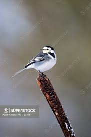 Attēlu rezultāti vaicājumam “Motacilla alba adult”