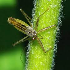 Attēlu rezultāti vaicājumam “Nabis limbatus”