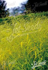 Attēlu rezultāti vaicājumam “Milium effusum flower”