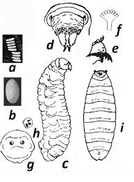 Attēlu rezultāti vaicājumam “Therevidae larva”