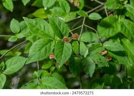 Attēlu rezultāti vaicājumam “Euonymus verrucosus leaf”