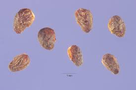 Attēlu rezultāti vaicājumam “Argentina anserina”