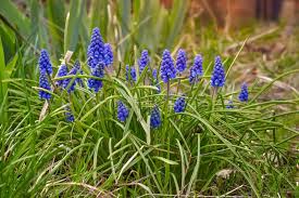 Attēlu rezultāti vaicājumam “Muscari neglectum flower”