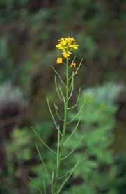 Attēlu rezultāti vaicājumam “Erysimum hieracifolium”