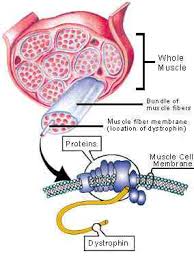 images?q=tbn:ANd9GcSj1k7V98EH8zWcaQ39tk25NKuLOqbHbY0DKe67NM7rSRbmYUiq