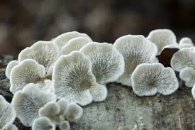 Attēlu rezultāti vaicājumam “Plicaturopsis crispa”