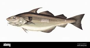 Image result for Melanogrammus aeglefinus