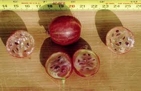 Attēlu rezultāti vaicājumam “Ribes uva-crispa fruit”