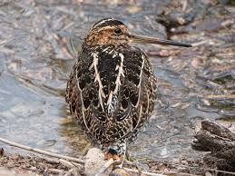 Image result for Gallinago delicata