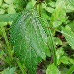 Attēlu rezultāti vaicājumam “Galeopsis speciosa leaf”