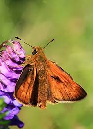 Attēlu rezultāti vaicājumam “Thymelicus lineola male”