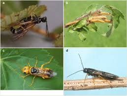 Attēlu rezultāti vaicājumam “Pamphiliidae”