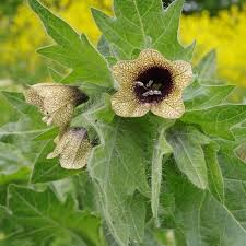 Attēlu rezultāti vaicājumam “Hyoscyamus niger”