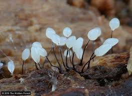 Attēlu rezultāti vaicājumam “Comatricha fragilis stalked”