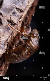 Attēlu rezultāti vaicājumam “exuvia”