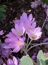 Attēlu rezultāti vaicājumam “Colchicum autumnale”