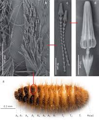 Attēlu rezultāti vaicājumam “Anthrenus sp. larva”