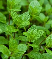 Attēlu rezultāti vaicājumam “Mentha x verticillata leaf”