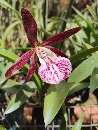 Attēlu rezultāti vaicājumam “Hippodamia notata”