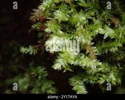 Attēlu rezultāti vaicājumam “Pseudotaxiphyllum elegans macro”