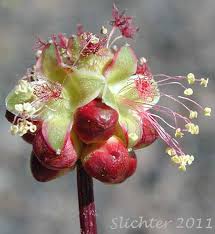 Attēlu rezultāti vaicājumam “Poterium sanguisorba flower”