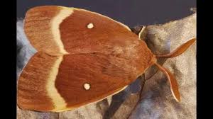 Attēlu rezultāti vaicājumam “Lasiocampa quercus”