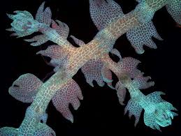 Attēlu rezultāti vaicājumam “Lepidozia reptans”