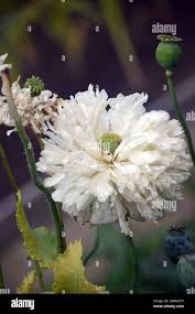 Image result for Papaver somniferum White Cloud