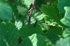 Attēlu rezultāti vaicājumam “Athous sp.”