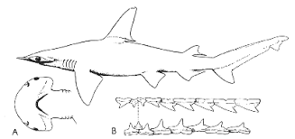 Image result for Sphyrna tiburo