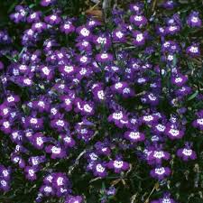 Image result for Lobelia erinus