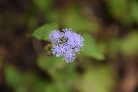 Image result for Ageratum conyzoides