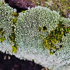 Attēlu rezultāti vaicājumam “Bryum funkii macro”