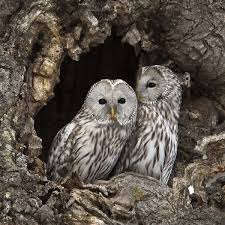 Attēlu rezultāti vaicājumam “Strix uralensis”