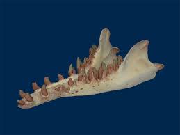 Image result for Basildon I.S.H.C.