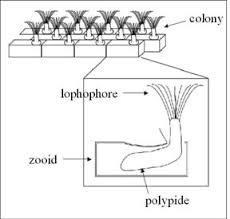 Attēlu rezultāti vaicājumam “Bryozoa”