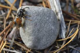 Attēlu rezultāti vaicājumam “Vespula rufa”