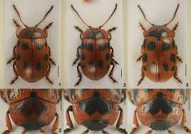 Attēlu rezultāti vaicājumam “Gonioctena viminalis”