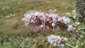 Attēlu rezultāti vaicājumam “Mentha longifolia flower”