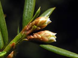 Attēlu rezultāti vaicājumam “Taxus baccata bud”