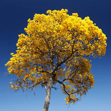 Attēlu rezultāti vaicājumam “Harpanthus flotovianus”