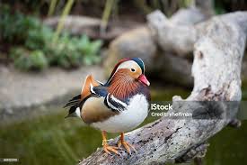 Attēlu rezultāti vaicājumam “Aix galericulata”