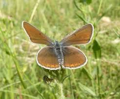 Attēlu rezultāti vaicājumam “Agrodiaetus amandus male”