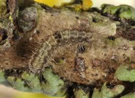 Attēlu rezultāti vaicājumam “Atolmis rubricollis”