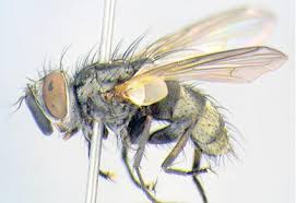 Attēlu rezultāti vaicājumam “Tachinidae”