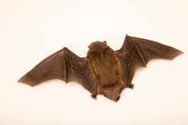Attēlu rezultāti vaicājumam “Pipistrellus pygmaeus”