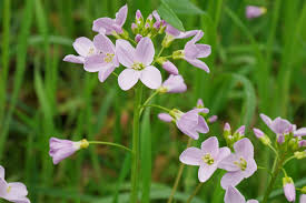 Attēlu rezultāti vaicājumam “Cardamine pratensis flower”