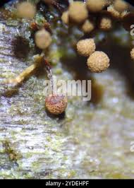 Attēlu rezultāti vaicājumam “Cribraria vulgaris macro”