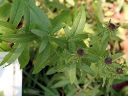 Attēlu rezultāti vaicājumam “Inula salicina leaf”