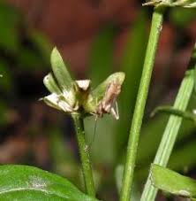 Attēlu rezultāti vaicājumam “Phytocoris sp.”